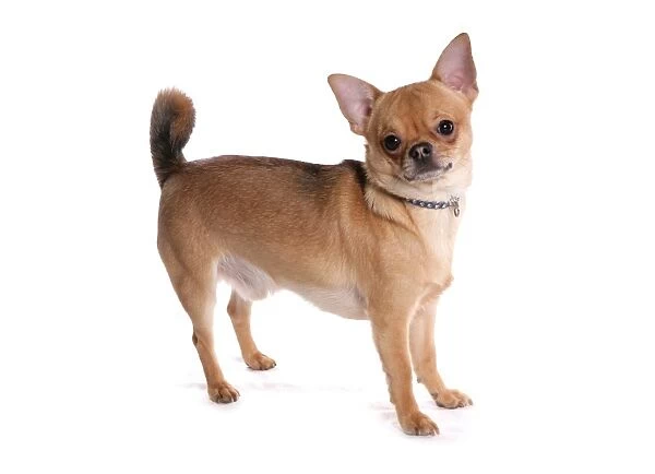 Domestic Dog, Chihuahua, short-haired variety, adult male, standing, with collar