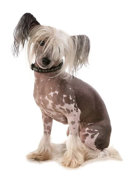 Domestic Dog, Chinese Crested, adult, sitting, with collar