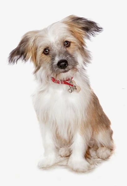 Domestic Dog, Chinese Crested, coated powder-puff variety, puppy, with collar, sitting