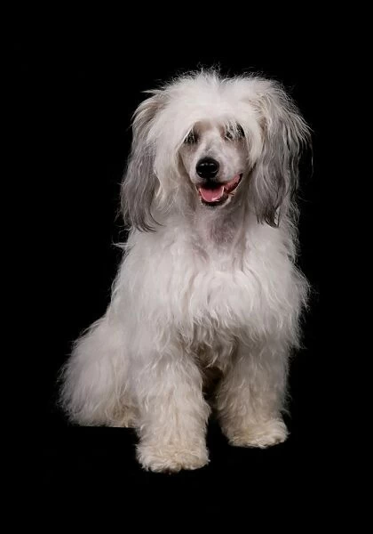 Domestic Dog, Chinese Crested, coated powder-puff variety, adult female, sitting
