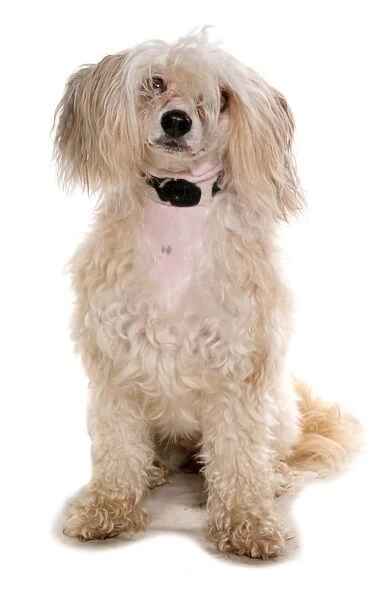 Domestic Dog, Chinese Crested, coated powder-puff variety, adult, sitting, with collar