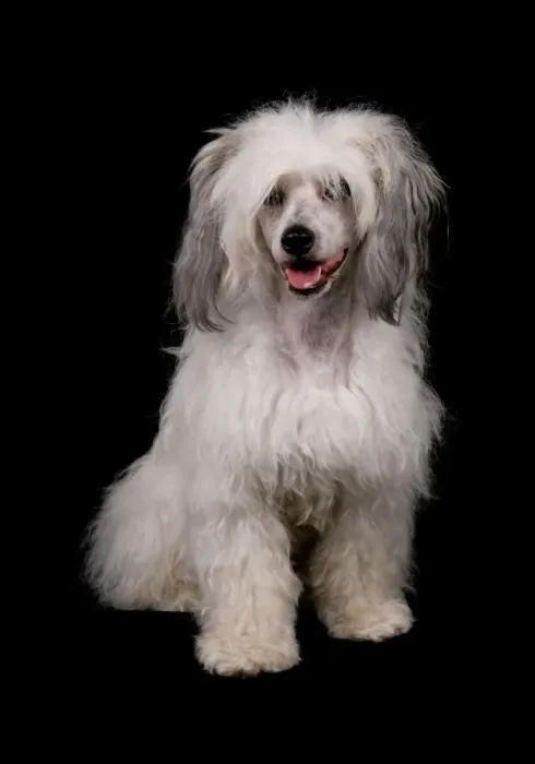 Framed Print : Domestic Dog, Chinese Crested, coated powder-puff variety, adult female, sitting