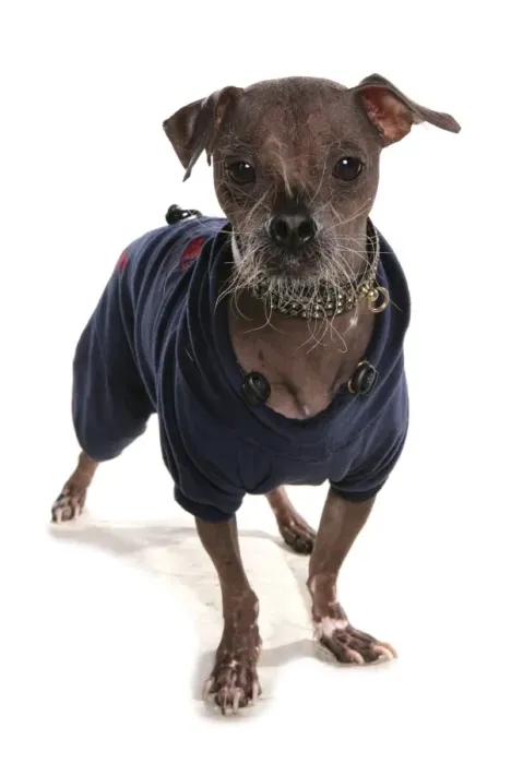 Framed Print : Domestic Dog, Chinese Crested, true hairless without furnishings, adult, standing, wearing coat Framed Print : Domestic Dog, Chinese Crested, true hairless without furnishings, adult, standing, wearing coat