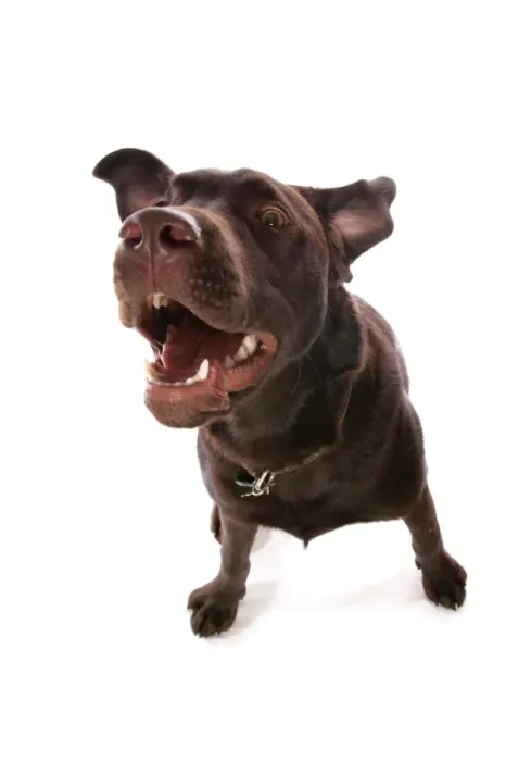 Framed Print : Domestic Dog, Chocolate Labrador Retriever, puppy, barking, wide-angle Framed Print : Domestic Dog, Chocolate Labrador Retriever, puppy, barking, wide-angle