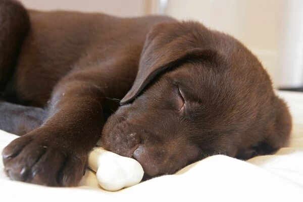Domestic Dog, Chocolate Labrador Retriever, male puppy, sleeping, with bone shaped chew