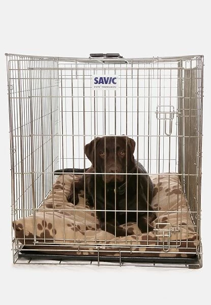 Domestic Dog, Chocolate Labrador Retriever, adult, laying on bed in cage