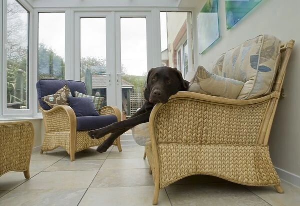Domestic Dog, Chocolate Labrador Retriever, adult, resting on chair in conservatory, England, october