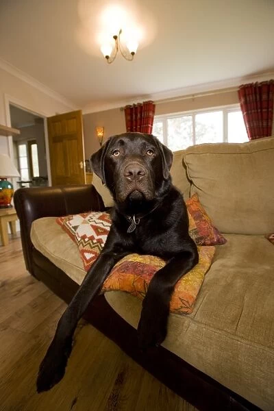 Domestic Dog, Chocolate Labrador Retriever, adult, resting on sofa, England
