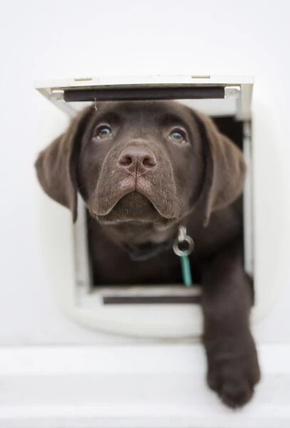 Domestic Dog, Chocolate Labrador Retriever, ten-week old male puppy, looking out from catflap, Portesham, Dorset