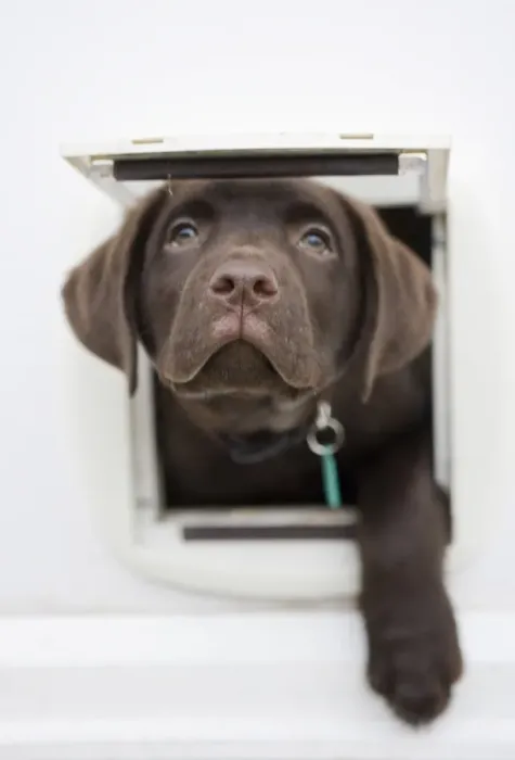 Framed Print : Domestic Dog, Chocolate Labrador Retriever, ten-week old male puppy, looking out from catflap, Portesham, Dorset Framed Print : Domestic Dog, Chocolate Labrador Retriever, ten-week old male puppy, looking out from catflap, Portesham, Dorset