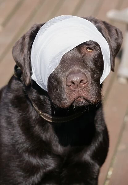 Domestic Dog, Chocolate Labrador Retriever, adult, close-up of head, with head bandaged, England, march