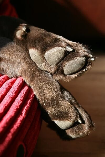 Domestic Dog, Chocolate Labrador Retriever, adult, close-up of paws, England