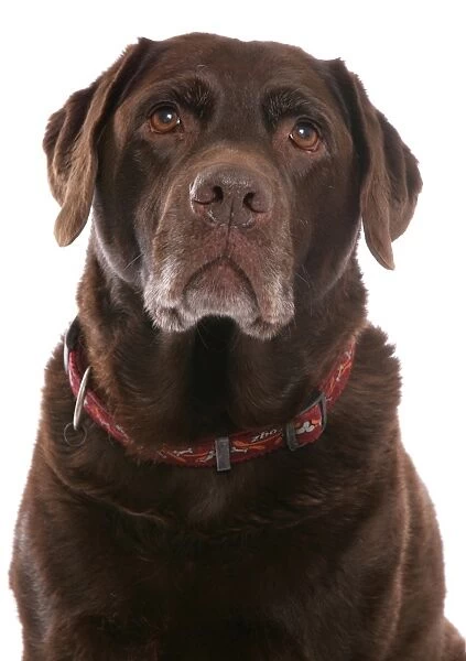 Domestic Dog, Chocolate Labrador Retriever, elderly adult, close-up of head, with collar