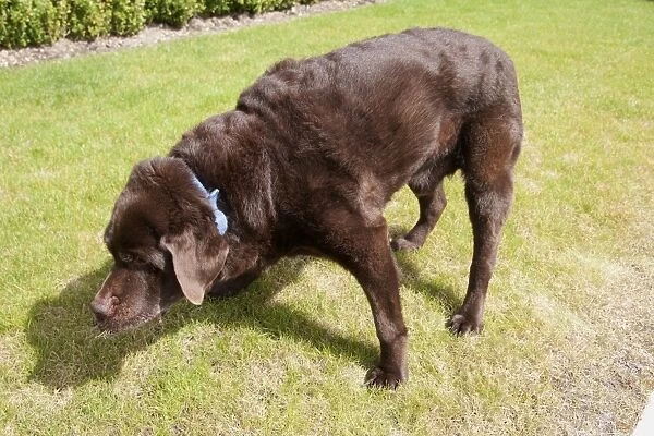 Domestic Dog, Chocolate Labrador Retriever, elderly adult, suffering suffering from arthritis, standing on lawn