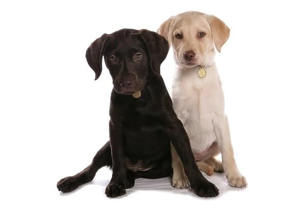 Domestic Dog, Chocolate and Yellow Labrador Retriever, two puppies, with collars and tags, sitting