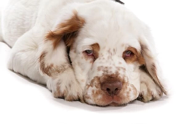 Domestic Dog, Clumber Spaniel, puppy, close-up of head, laying
