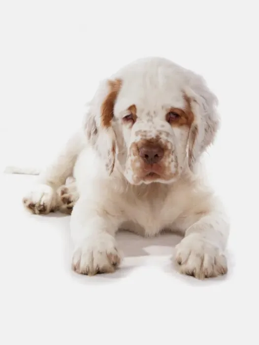 Framed Print : Domestic Dog, Clumber Spaniel, puppy, laying Framed Print : Domestic Dog, Clumber Spaniel, puppy, laying