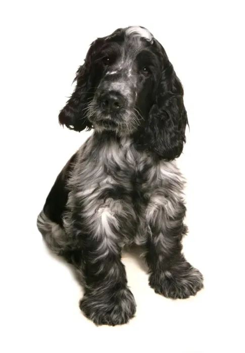 Framed Print : Domestic Dog, Cocker Spaniel, adult, sitting Framed Print : Domestic Dog, Cocker Spaniel, adult, sitting