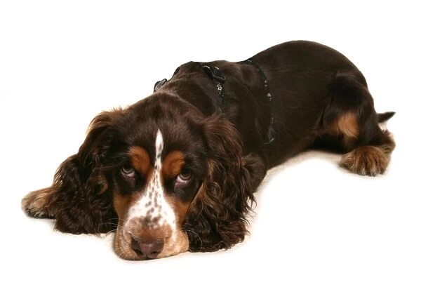 Domestic Dog, Cocker Spaniel, puppy, laying, wearing harness