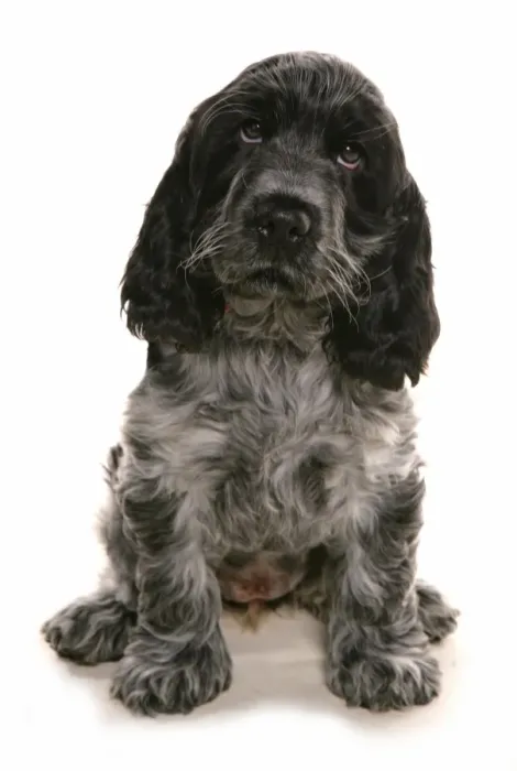 Framed Print : Domestic Dog, Cocker Spaniel, puppy, sitting Framed Print : Domestic Dog, Cocker Spaniel, puppy, sitting