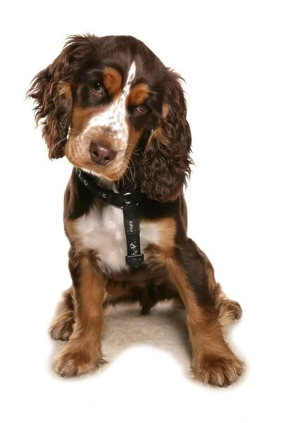 Domestic Dog, Cocker Spaniel, puppy, sitting, wearing harness