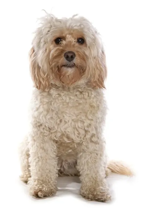 Framed Print : Domestic Dog, Cockerpoo (Cocker Spaniel x Poodle), adult female, sitting Framed Print : Domestic Dog, Cockerpoo (Cocker Spaniel x Poodle), adult female, sitting
