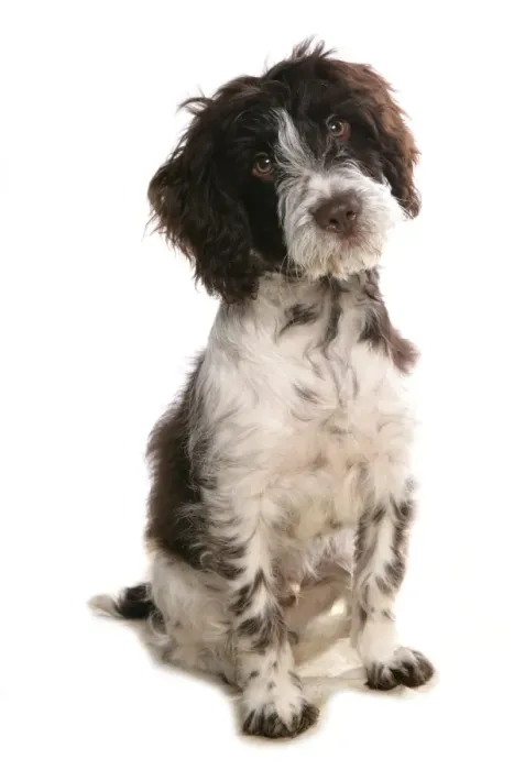 Framed Print : Domestic Dog, Cockerpoo (Cocker Spaniel x Poodle), puppy, sitting Framed Print : Domestic Dog, Cockerpoo (Cocker Spaniel x Poodle), puppy, sitting