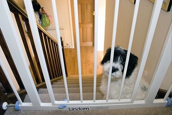 Domestic Dog, Cockerpoo, puppy, sitting beside stairgate at top of stairs, England