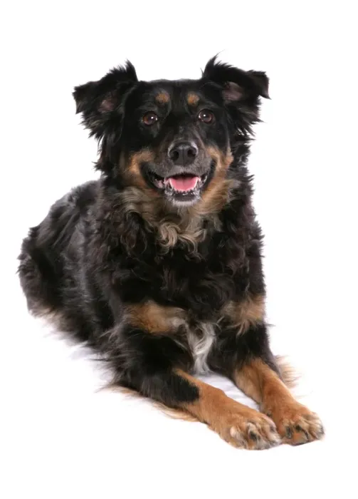 Framed Print : Domestic Dog, collie cross mongrel, adult female, laying Framed Print : Domestic Dog, collie cross mongrel, adult female, laying