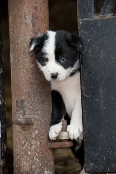 Framed Print : Domestic Dog, Collie sheepdog, puppy, looking out from pen on farm, England, june Framed Print : Domestic Dog, Collie sheepdog, puppy, looking out from pen on farm, England, june