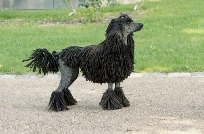 Framed Print : Domestic Dog, Corded Standard Poodle, adult, standing Framed Print : Domestic Dog, Corded Standard Poodle, adult, standing