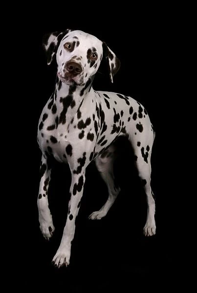 Domestic Dog, Dalmatian, adult female, standing