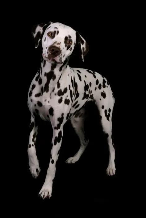 Framed Print : Domestic Dog, Dalmatian, adult female, standing Framed Print : Domestic Dog, Dalmatian, adult female, standing