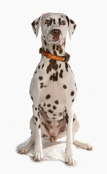 Domestic Dog, Dalmatian, liver and white adult female, with collar, sitting