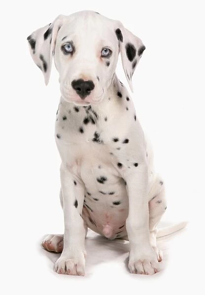 Domestic Dog, Dalmatian, male puppy, sitting