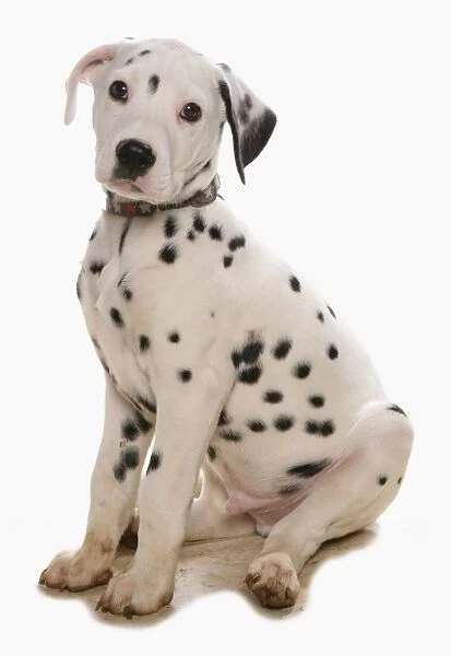 Domestic Dog, Dalmatian, puppy, with collar, sitting