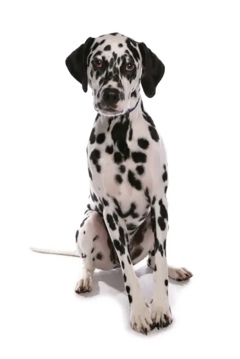 Framed Print : Domestic Dog, Dalmatian, puppy, sitting Framed Print : Domestic Dog, Dalmatian, puppy, sitting