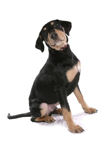 Domestic Dog, Dobermann, male puppy, with collar, sitting