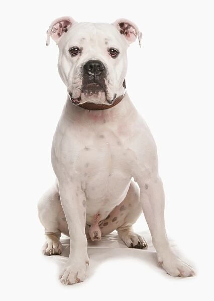 Domestic Dog, Dorset Old Tyme Bulldogge, adult male, sitting, with collar