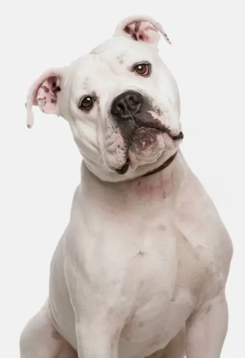 Framed Print : Domestic Dog, Dorset Old Tyme Bulldogge, adult male, close-up of head, with collar Framed Print : Domestic Dog, Dorset Old Tyme Bulldogge, adult male, close-up of head, with collar