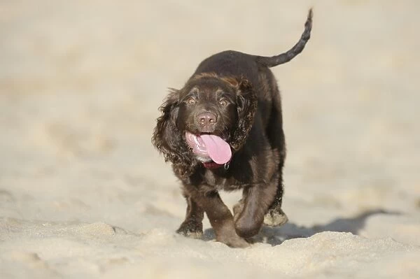 Domestic Dog, English Cocker Spaniel, working type, male puppy, sixteen-weeks old, running up sand dune, Merthyr Mawr