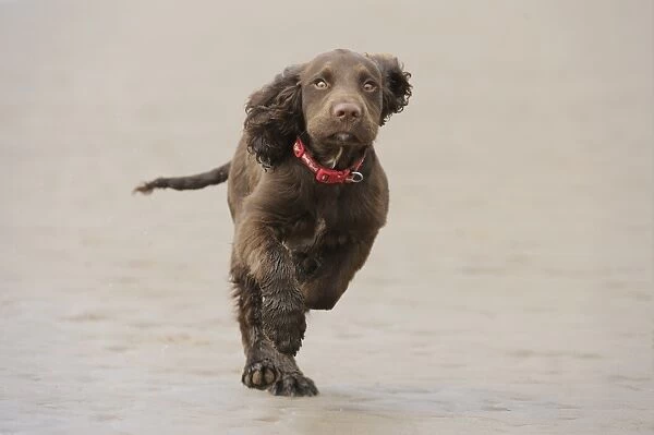 Domestic Dog, English Cocker Spaniel, working type, male puppy, sixteen-weeks old, wearing collar, running on beach