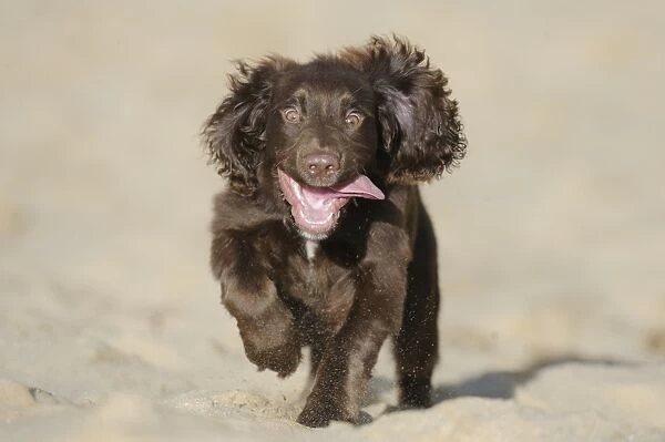 Domestic Dog, English Cocker Spaniel, working type, male puppy, sixteen-weeks old, running up sand dune, Merthyr Mawr