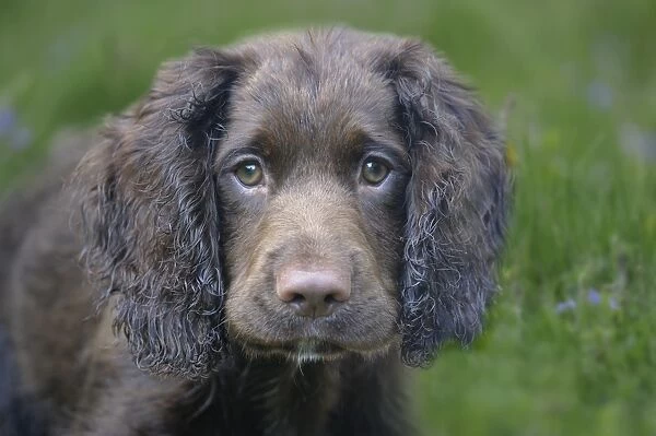 Domestic Dog, English Cocker Spaniel, working type, male puppy, ten-weeks old, close-up of head, Bentley, Suffolk