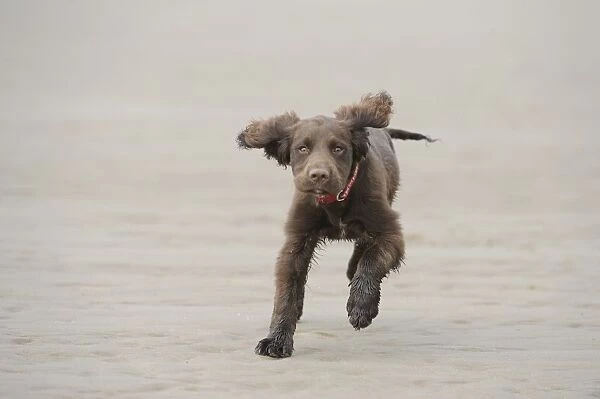 Domestic Dog, English Cocker Spaniel, working type, male puppy, sixteen-weeks old, wearing collar, running on beach