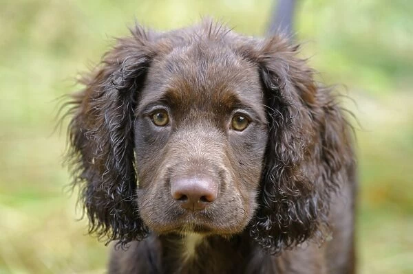 Domestic Dog, English Cocker Spaniel, working type, male puppy, thirteen-weeks old, close-up of head, Bentley, Suffolk
