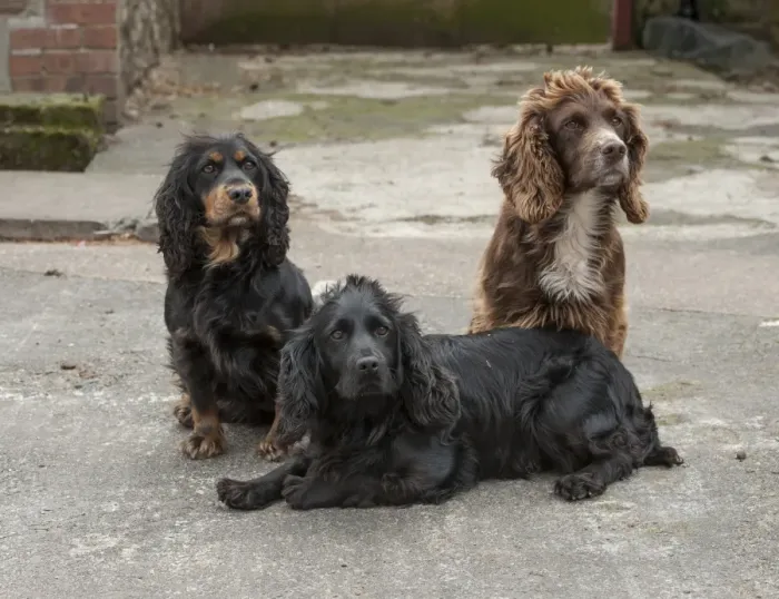 Framed Print : Domestic Dog, English Cocker Spaniel, working type, three adults, sitting and laying in farmyard, Shropshire, England Framed Print : Domestic Dog, English Cocker Spaniel, working type, three adults, sitting and laying in farmyard, Shropshire, England