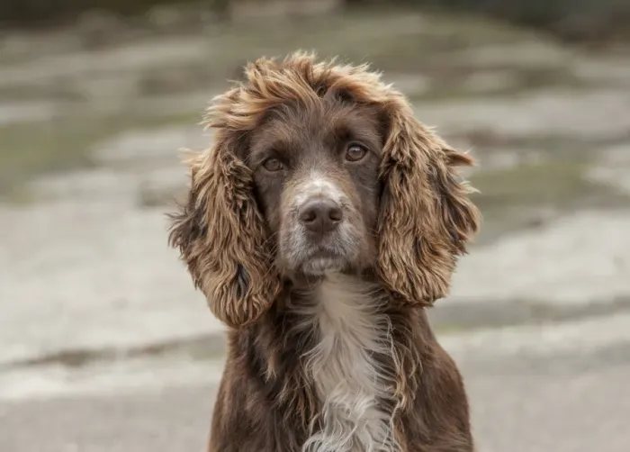 Framed Print : Domestic Dog, English Cocker Spaniel, working type, adult, close-up of head, in farmyard, Shropshire, England, October Framed Print : Domestic Dog, English Cocker Spaniel, working type, adult, close-up of head, in farmyard, Shropshire, England, October