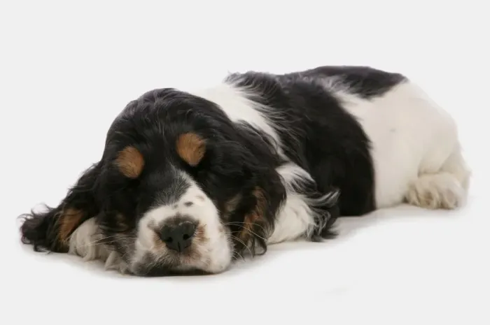Framed Print : Domestic Dog, English Cocker Spaniel, puppy, sleeping