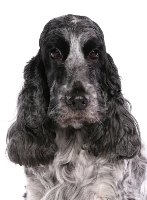 Framed Print : Domestic Dog, English Cocker Spaniel, adult female, close-up of head Framed Print : Domestic Dog, English Cocker Spaniel, adult female, close-up of head